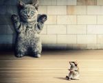 猫和老鼠