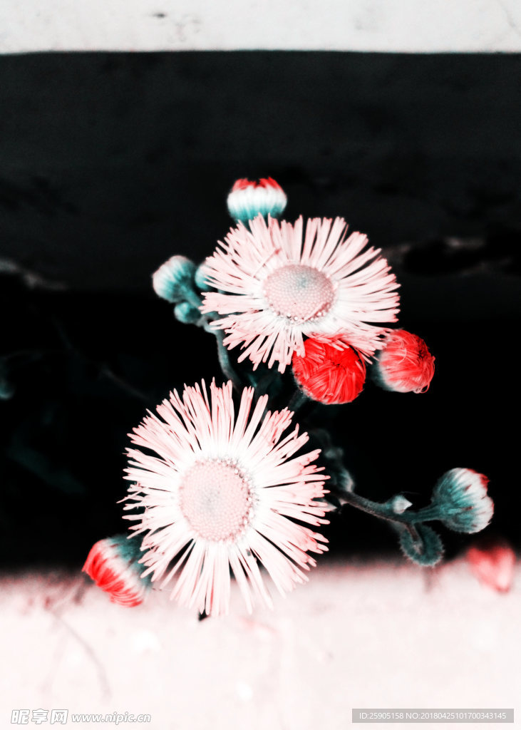 路边野花