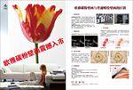 郁金香碳粉壁画彩页