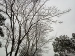 雪后树林