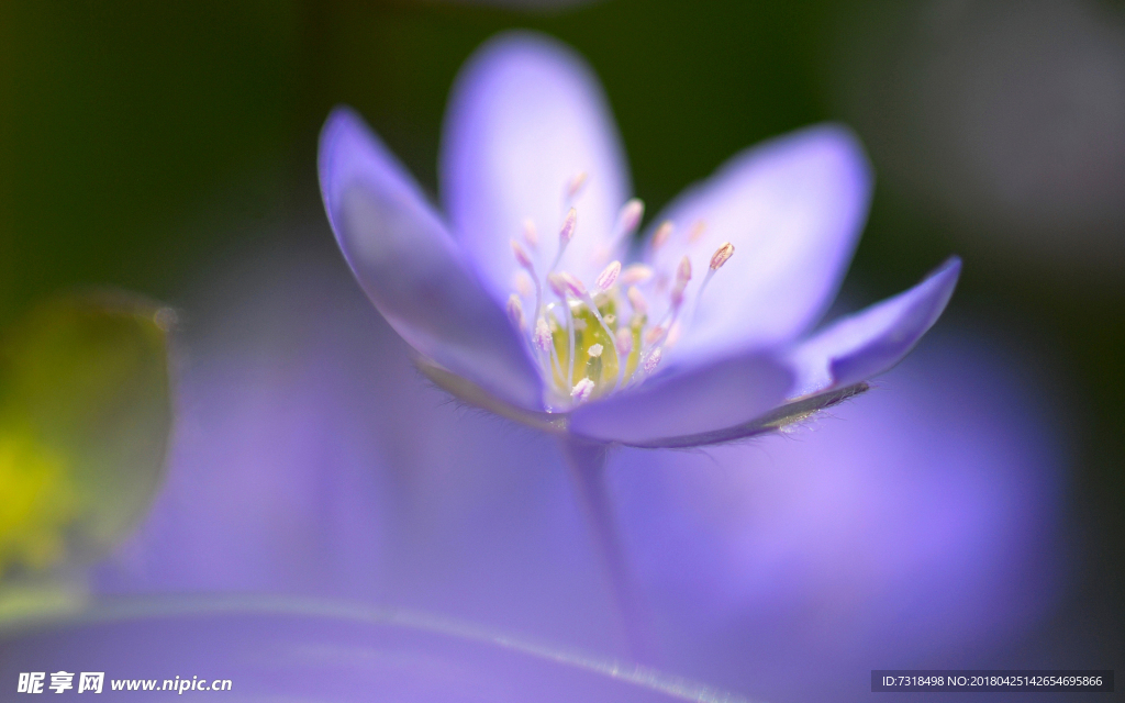 优昙花