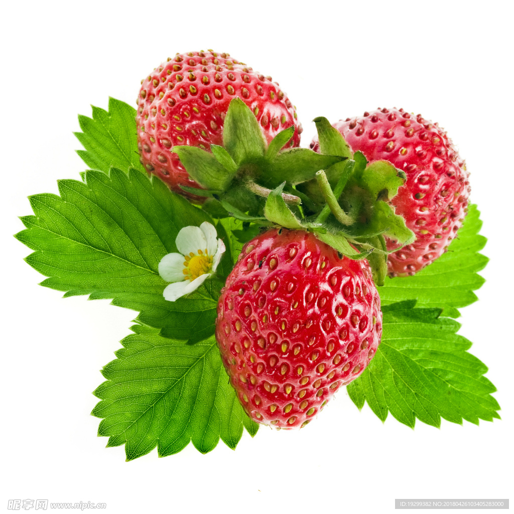 草莓