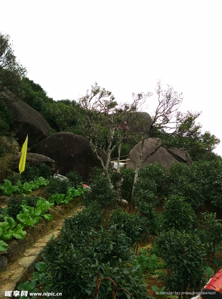 千年宋茶