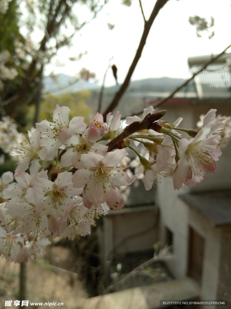 樱花树