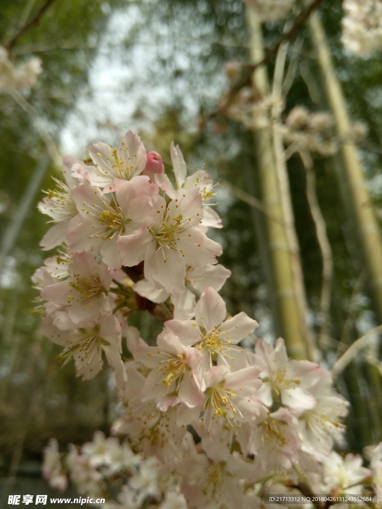 樱桃花