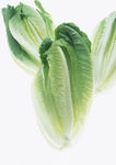 生菜