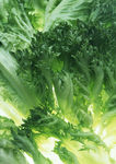 生菜