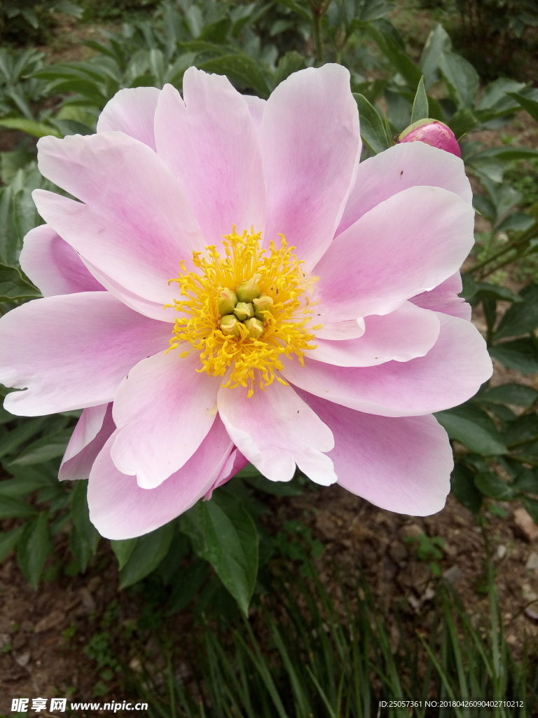 芍药红春天