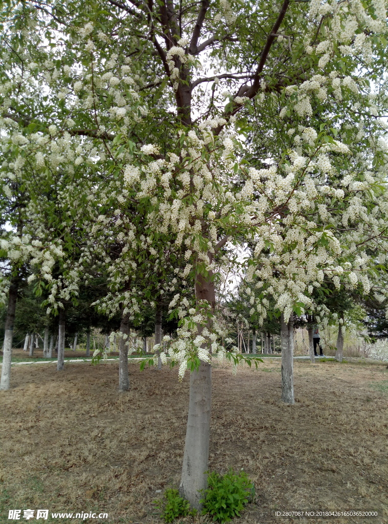 白树花