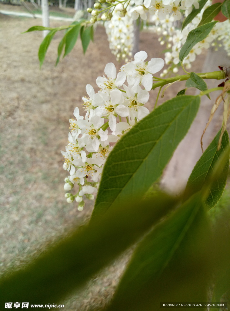 白色花植物