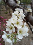 白色梨花