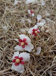 小红白花