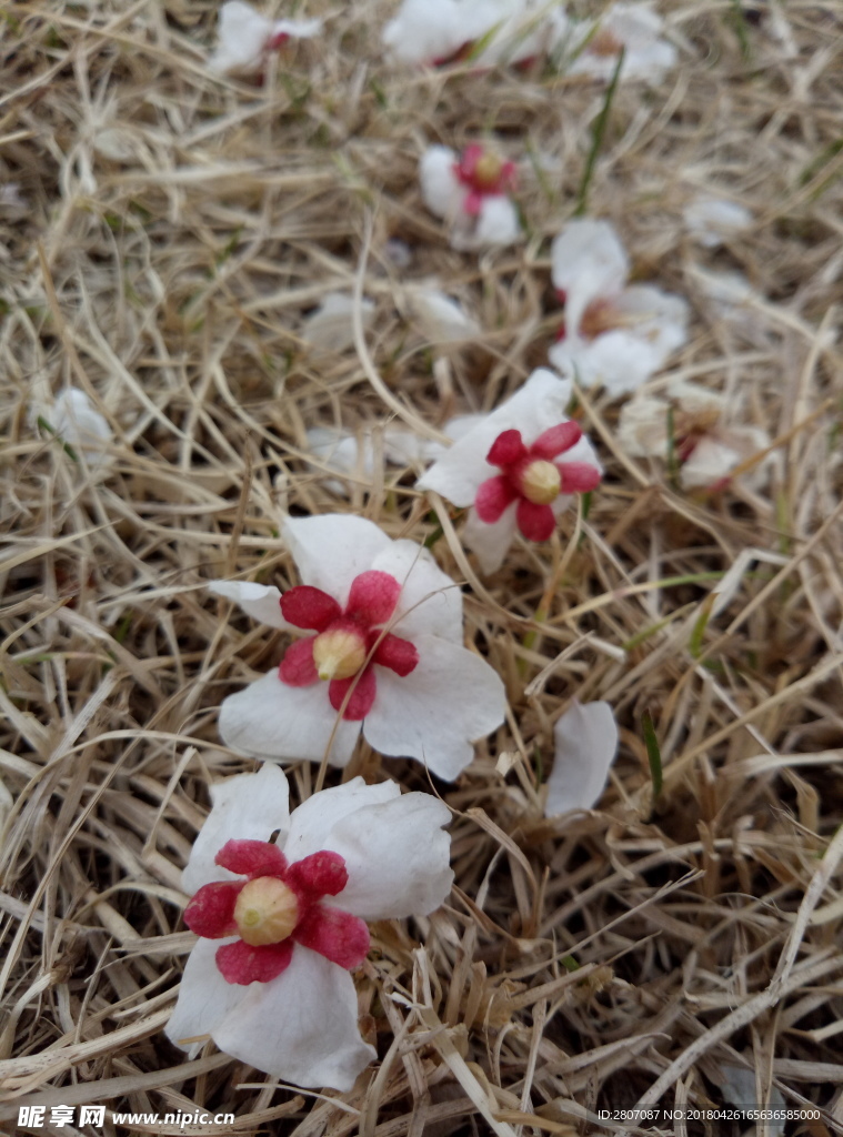 小红白花