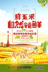 鲜玉米海报