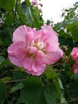 芙蓉花