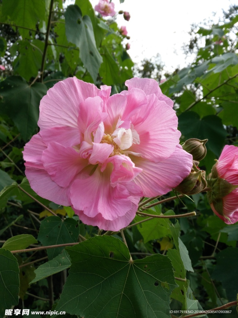 芙蓉花