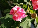芙蓉花