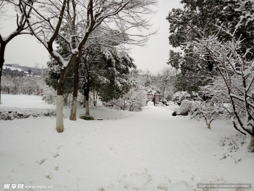 雪后树林