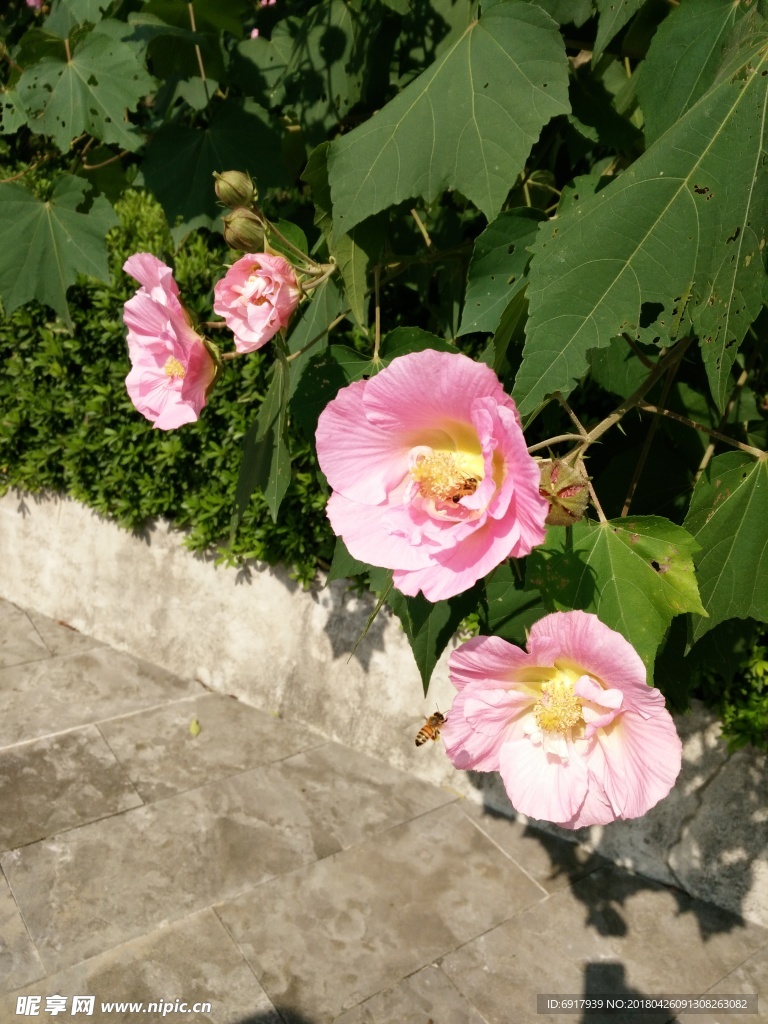 芙蓉花