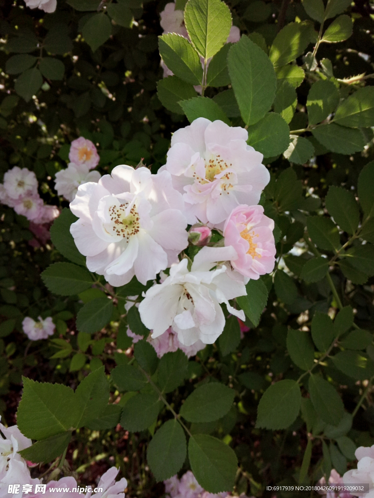 蔷薇花