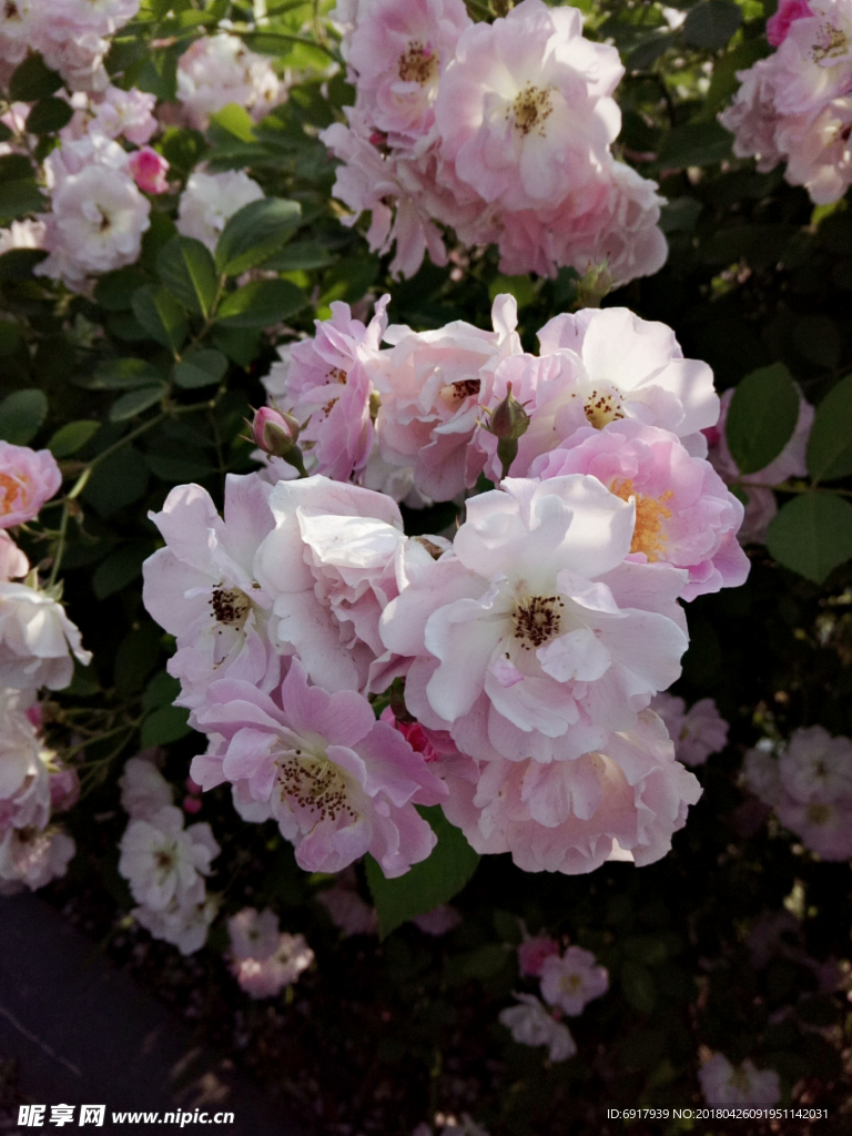 蔷薇花