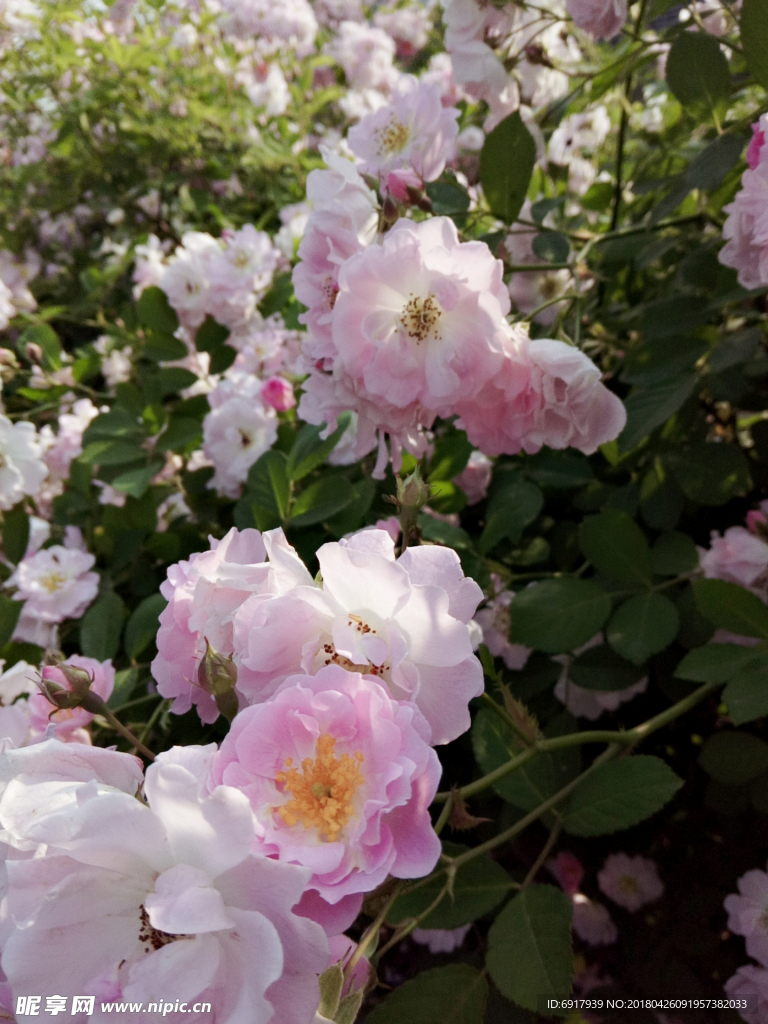 蔷薇花