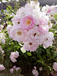 蔷薇花