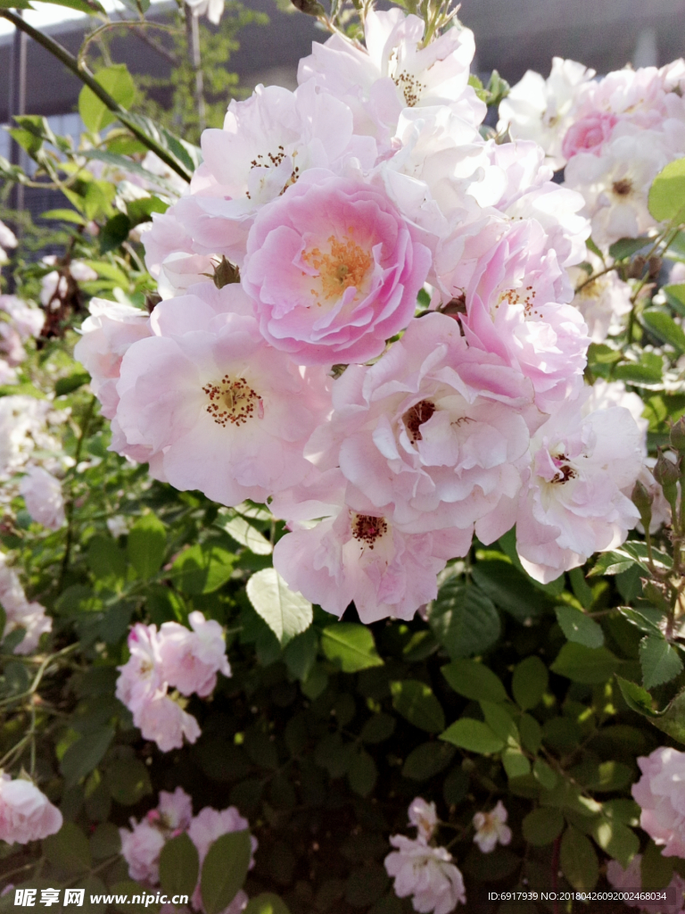 蔷薇花