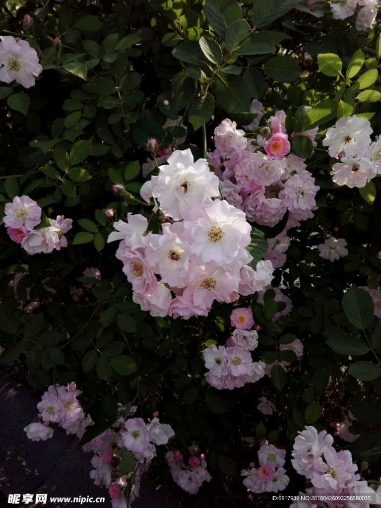 蔷薇花