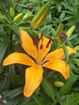 百合花