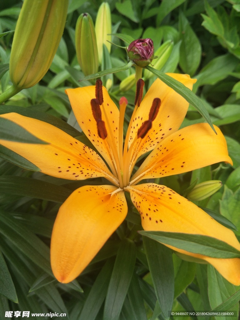 百合花