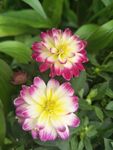 小丽菊
