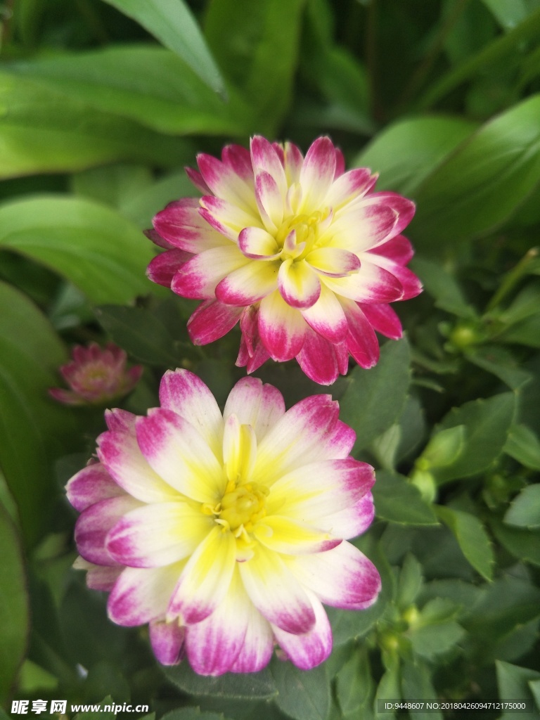 小丽菊