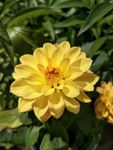 小丽菊