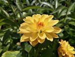 小丽花