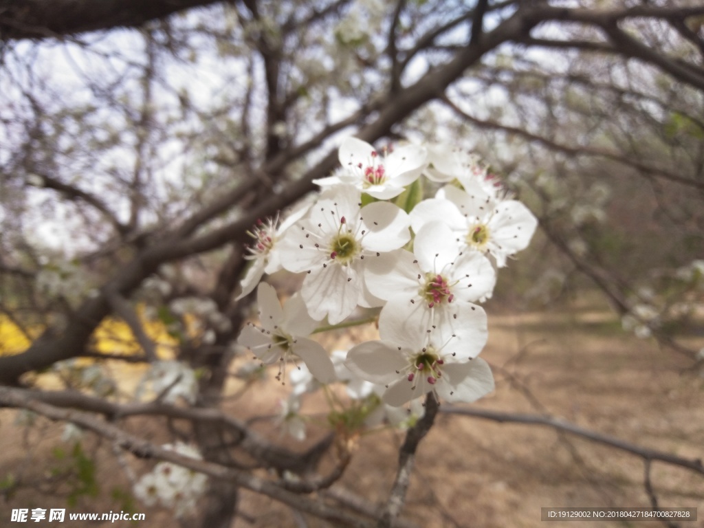 苹果花