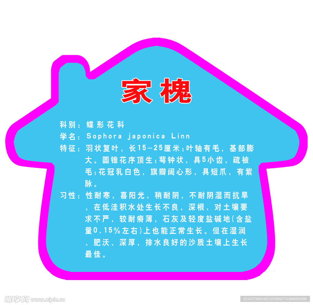 家槐简介