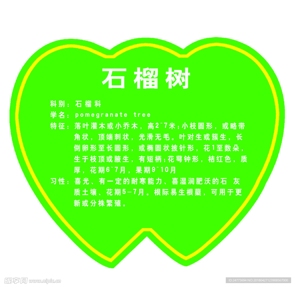 石榴树简介