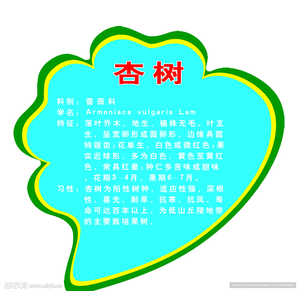 杏树