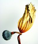 莲藕花