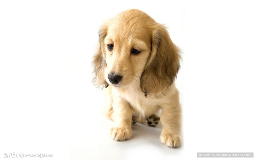 狗