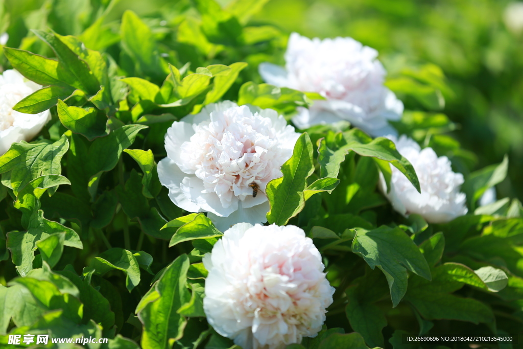 狼牙山  牡丹 花海 自然风景