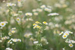 野雏菊 漂亮野雏菊 雏菊花