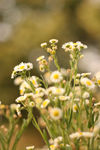 野雏菊 野花 雏菊花