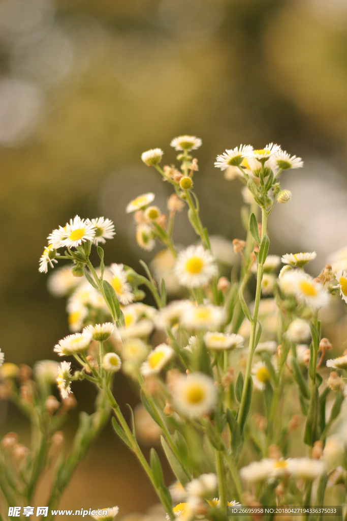 野雏菊 野花 雏菊花