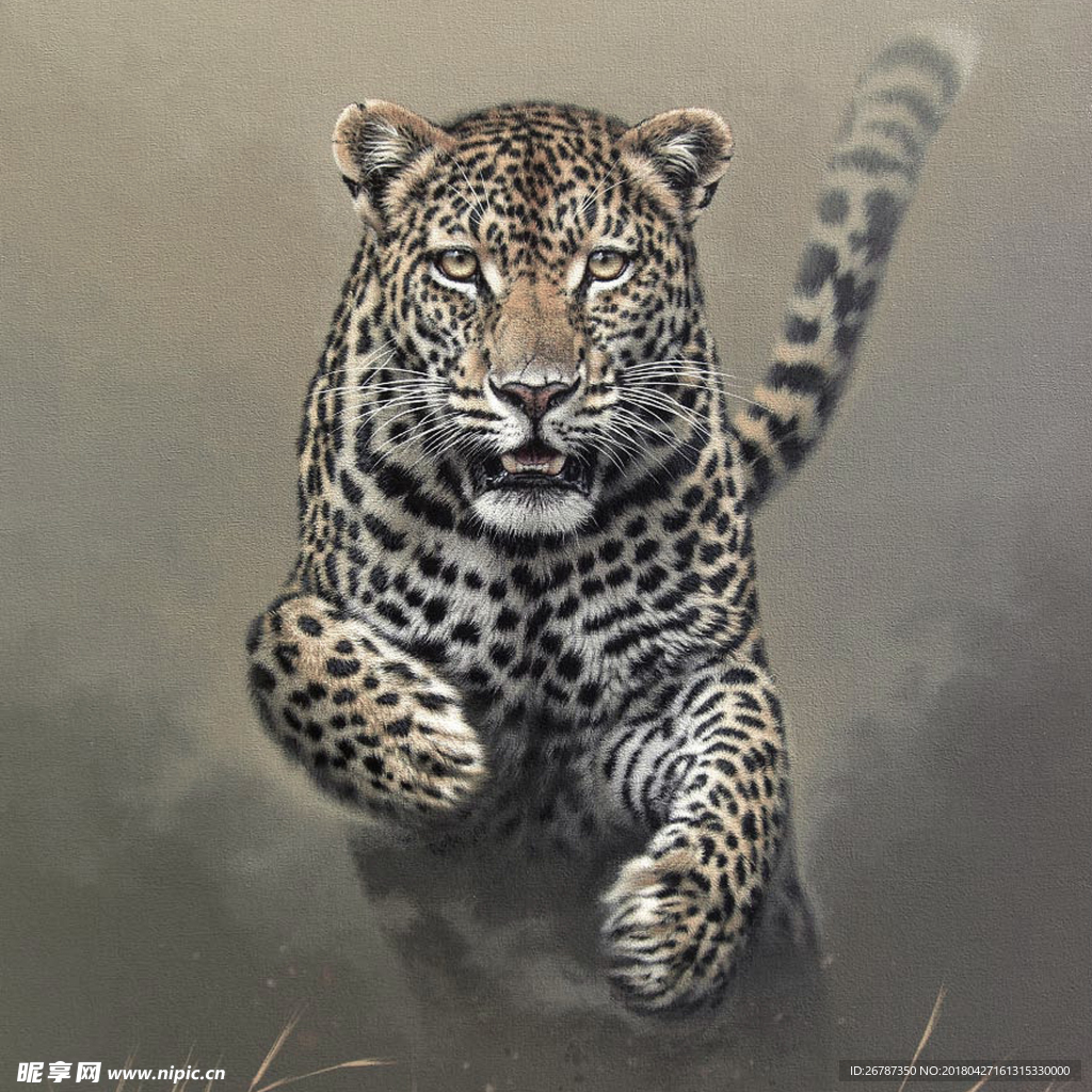 进攻中的猎豹