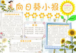 向日葵小报