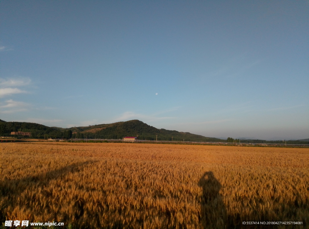 麦田