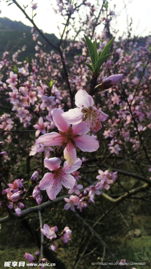 桃花盛开