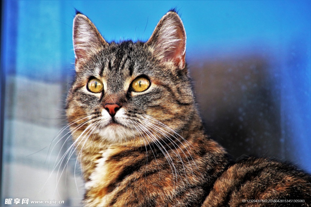 猫咪